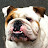 Porkchop The Bulldog