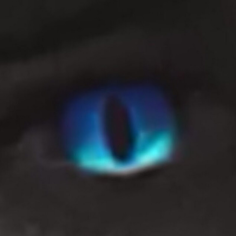 EYE OF THE TIGER