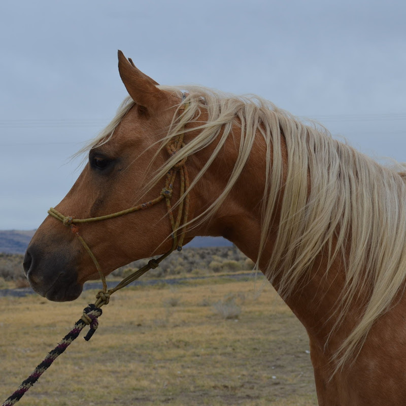 Catching a newborn calf to iodine her umbilical cord #cattle #ranching #calf