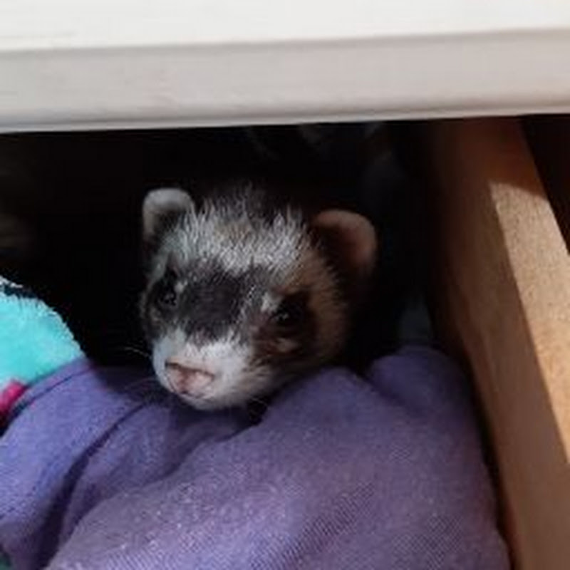 ferret lover