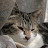 @takashikumagai6379's avatar