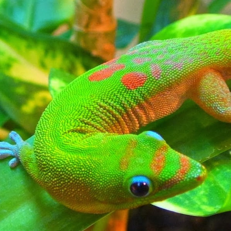TasmanianGecko