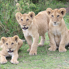 Wilderness survival life