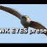 kC2m8nny-UY-channel-avatar-2010hawkeyes