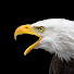 P2EnqaO_CMQ-channel-avatar-Old Eagle