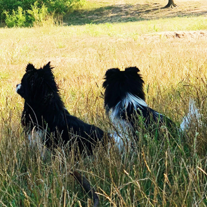 Brody & Bailey