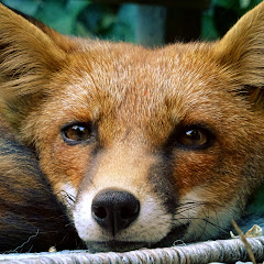 Fox Guardians