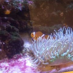 シオン