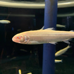 山女魚アイコン画像