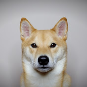 Haru the Shiba Inu