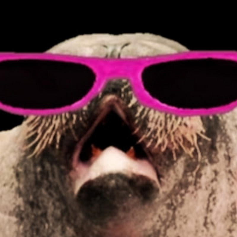 Epic Walrus