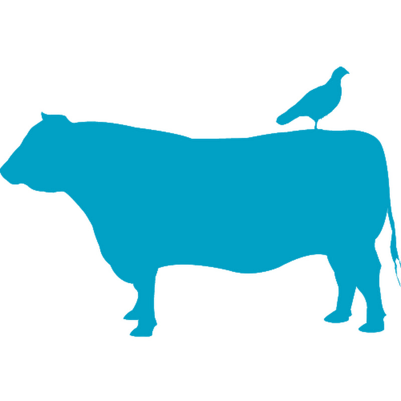 Blue Nest Beef