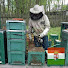 8g39pFPfMl0-channel-avatar-Kisjuhász Méhészet Ladánybene