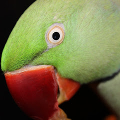 Mizzy's Parrots Avatar