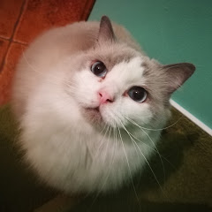 Shelinka a Kolosek
