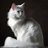 gLPzEcoDBWg-channel-avatar-pichelguy