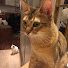 yJEH-coJ8_U-channel-avatar-Neko no Hand