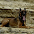 tS86z5N6U-U-channel-avatar-Van De Grens K9