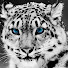 2jDJ7oWSpWU-channel-avatar-swamiafro