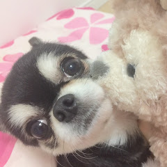 Yasuyo Tomitakaアイコン画像