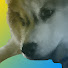 nNPhZz0BHmM-channel-avatar-MarshmallowDogs
