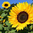 @be6423 Avatar