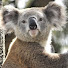 8-wVXD31GH0-channel-avatar-Alpha Koala