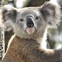 Alpha Koala