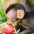 vc-tD9bvmf8-channel-avatar-Funny Monkey