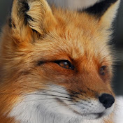 Fox Teen