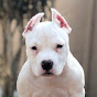 Dogipedia Avatar
