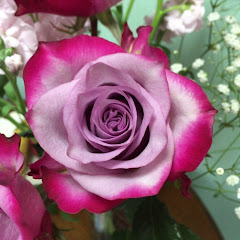 ライフスタイル