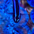 mU4lvAOGpFs-channel-avatar-CoralClam