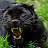 @8478als's avatar