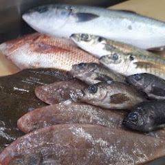 お魚調理チャンネル魚のさばき方解説!つなきマンアイコン画像