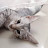 @fadwasaleh2739
