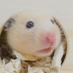 とらこの部屋TORACO's ROOM