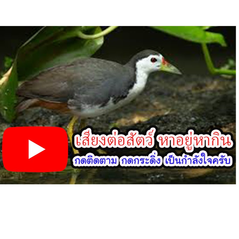 เสียงต่อสัตว์ หาอยู่หากิน