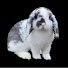 hwhgKB8oQSI-channel-avatar-Mountain Brook Rabbitry