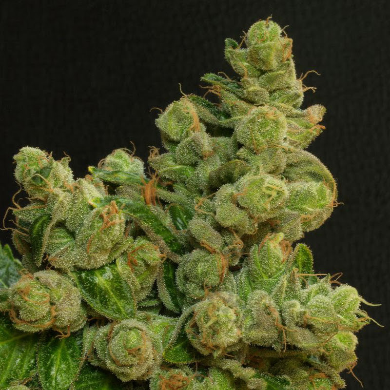 Ganja man THC