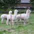 DUJVMpUHbOc-channel-avatar-voodooalpaca
