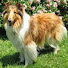 lhB8Ek0LJ80-channel-avatar-Collie Lover