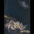 4kAcn-wgmEc-channel-avatar-zackin2001
