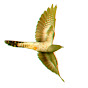 Birdsong in Spring logo