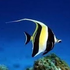 淡水魚アイコン画像