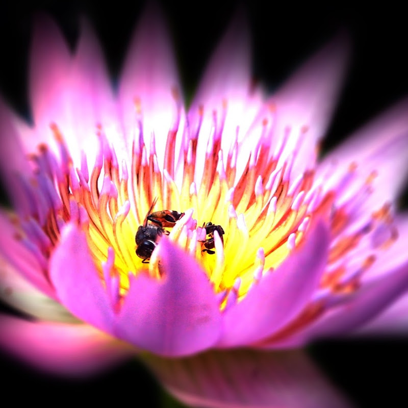 Inner Mysteries Meditation