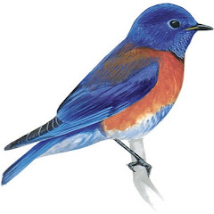 Логотип каналу BLUE BIRD RR