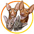 c4sS2fxC9LM-channel-avatar-Дела Ушастые