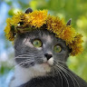 Автор