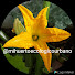 XhR4xzeg1v8-channel-avatar-Mi huerto ecologico urbano